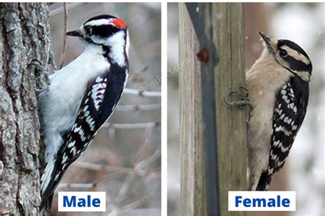 Male vs Female Woodpeckers: Difference with Pictures - Birds Fact