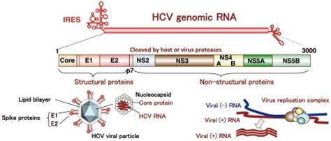 Structure of HCV. HCV RNA encodes a polyprotein composed of about 3,000... | Download Scientific ...