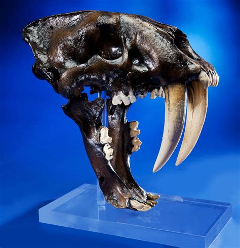 Giant Asian Saber Toothed Cat Skull | Prehistoric animals, Fossils, Prehistoric creatures