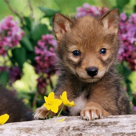 10 New Pictures Of Baby Wolfs FULL HD 1920×1080 For PC Background 2024