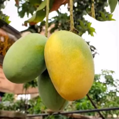 Buy Himsagar Mango Fruit Plant "Grafted" - Nursery Nisarga