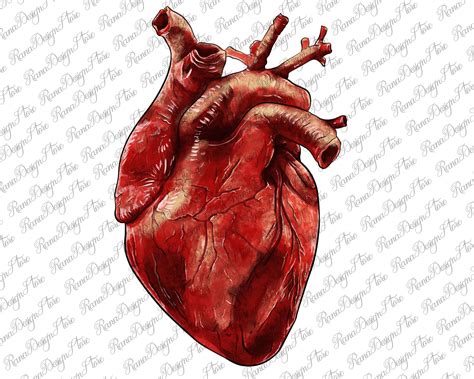 Anatomical Heart Png Sublimation Design Hand Drawn Anatomical - Etsy | Anatomical heart tattoo ...