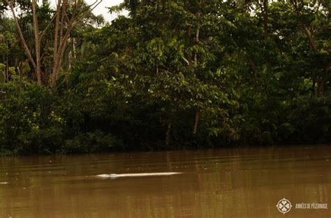 Pink amazon river dolphin - how to see them in Ecuador