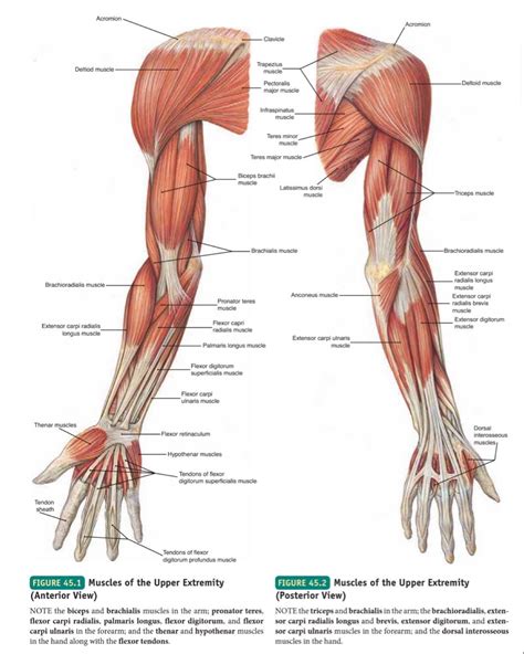 Muscles of Upper limb : Anterior and Posterior view | Мышцы рук, Анатомия руки, Мышцы