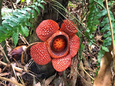 Opinion: Let a thousand rafflesias bloom – Pinoy Mountaineer