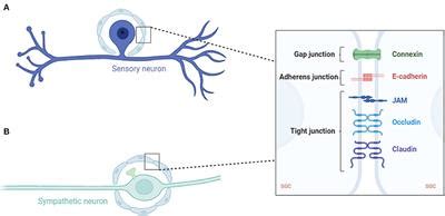 Frontiers | Satellite Glial Cells: Morphology, functional heterogeneity ...