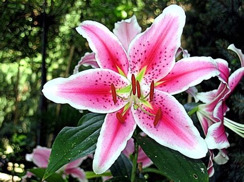 Tiger Lily Flower Spring · Free photo on Pixabay