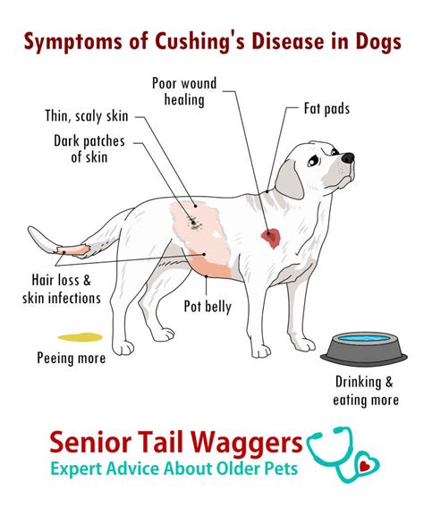 Pictures Of Cushing's Disease In Dogs, With Vet, 46% OFF