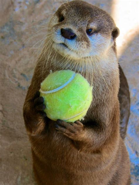 I'm getting ready for the Otter U.S. Open. | Otters cute, Otters, Otter ...