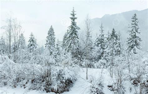 Snowy fir trees. 1357080 Stock Photo at Vecteezy