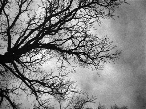 Digital Prints Prints Black and White Tree Photograph Art & Collectibles etna.com.pe