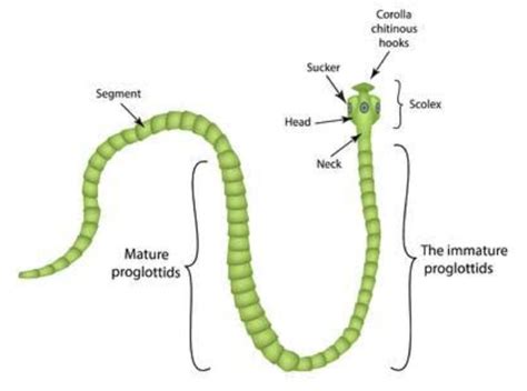 Tapeworm Egg Diagram