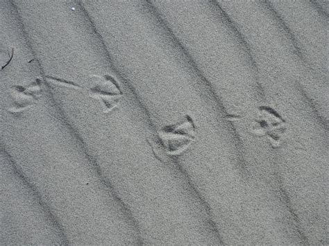 HD wallpaper: beach sand, traces, gulls feet, reprint, grains of sand ...