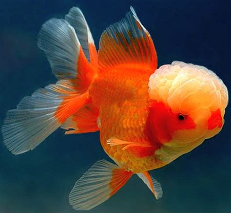 oranda1 | Tropical Fish Keeping