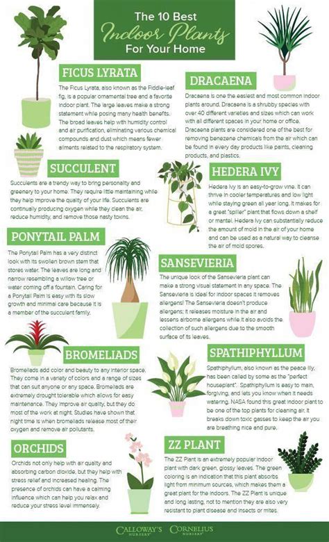 Bring wellness to your home or office with the many benefits of indoor plants! #callowaysnursery ...