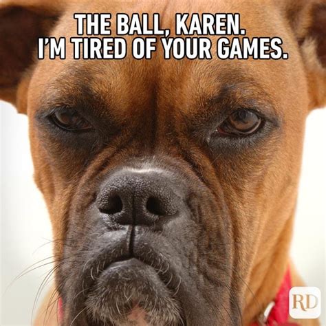 57 Hilarious Dog Memes You'll Laugh at Every Time