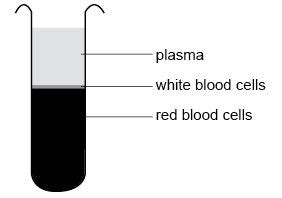Anatomy and Physiology of Animals/Cardiovascular System/Blood - Wikibooks, open books for an ...