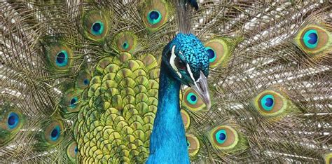 30 Fun & Feathery Facts About Peacocks - The Fact Site