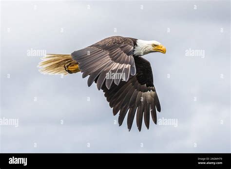 Canadian Bald Eagle (haliaeetus leucocephalus) flying in its habitat ...