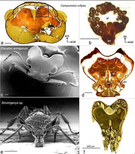 [PDF] Structure and function of ant (Hymenoptera: Formicidae) brains: Strength in numbers ...