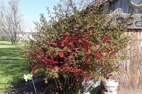 Flowering Quince Hedge