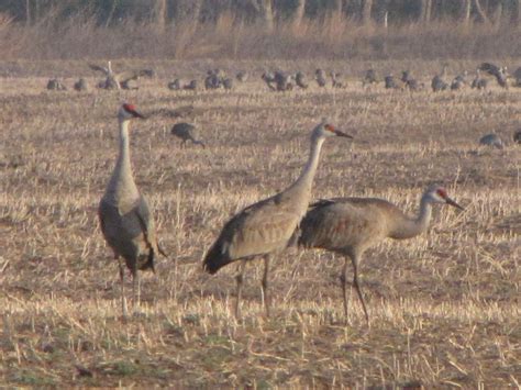 Sandhill Cranes We watched many thousands come to roost on the Platte ...