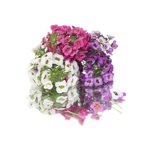 Alyssum Edible Flowers | Nurtured in Norfolk