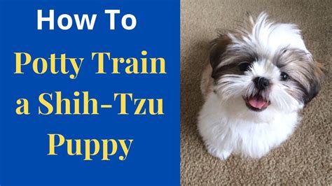 Are Shih Tzus Hard To Potty Train? Top Answer Update - Ecurrencythailand.com