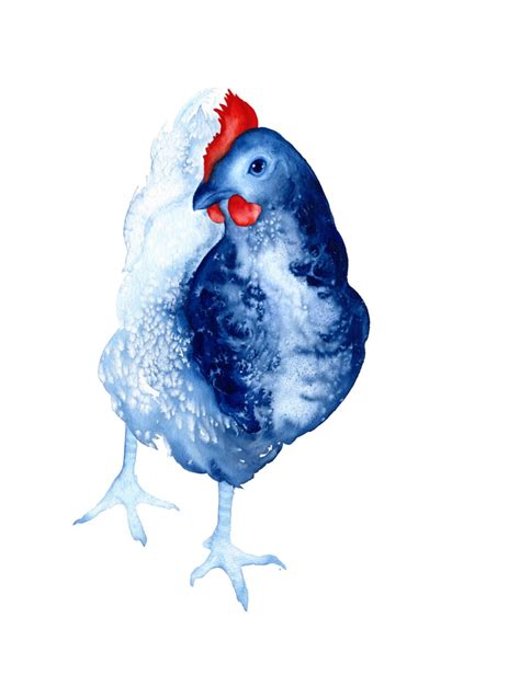 Curiosity the Chicken Art Print A3 Blue and Red Limited Edition Bird ...