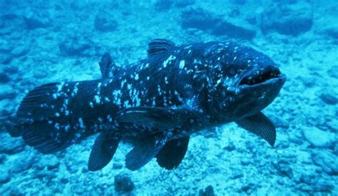 BBC - Wonder Monkey: Coelacanth slowly reveals its secrets