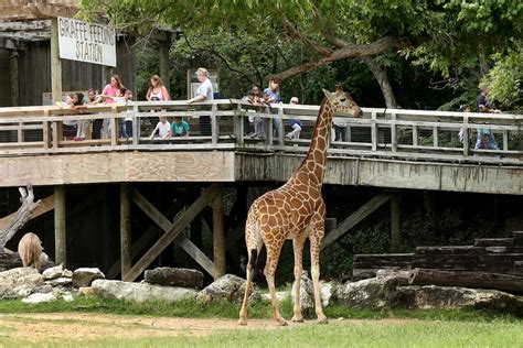 11 Best Zoos near Austin | Carful of Kids Family Travel