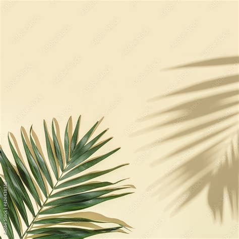 Summer minimal background with natural green palm leaves with sun ...