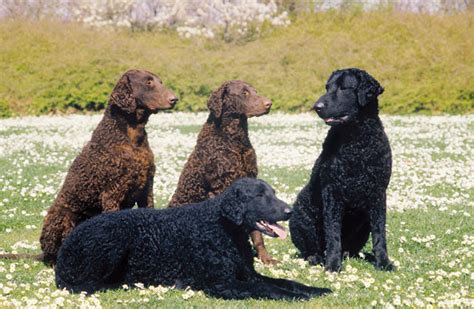 Curly-Coated Retriever Breed Information - Vetstreet | Vetstreet