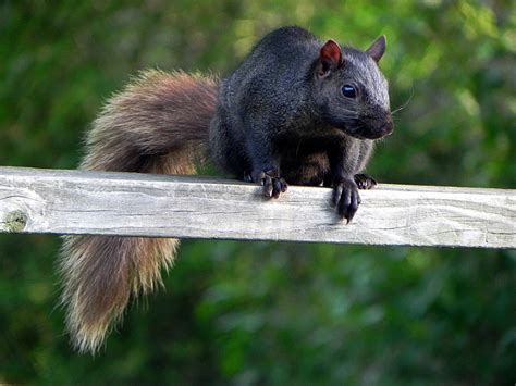 black squirrel by Lou-in-Canada on DeviantArt