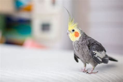 Should I Expect My Cockatiel To Lay An Egg?