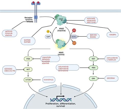 KRAS as a Key Oncogene in the Clinical Precision Diagnosis and Treatment of Pancreatic Cancer