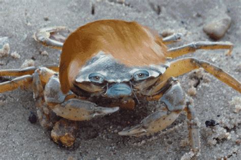 Trump Crab GIFs - Get the best GIF on GIPHY