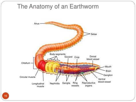 PPT - 27.3 Annelids PowerPoint Presentation - ID:280991