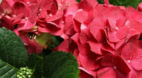 17 Red Hydrangea Varieties With Beautiful Red Blooms