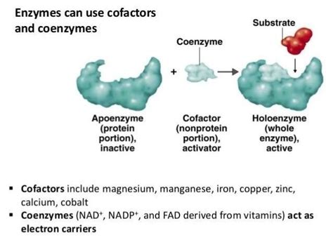 Cofactors, enzymes and prosthetic groups.-unfinished | Slide Set