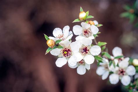 How to Grow and Care for New Zealand Tea Tree