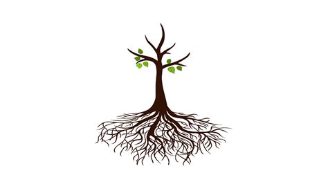 4K Tree growing animation, animated tree growth on white background 16247466 Stock Video at Vecteezy