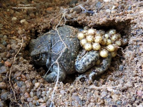 Learn about the Midwife toad in France