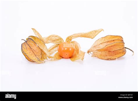 The plant known as aguaymanto, uchuva, uvilla or ushun (Physalis peruvian), also known as golden ...