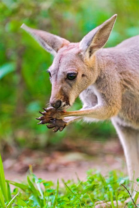 Young kangaroo eating | A young kangaroo eating something, I… | Flickr