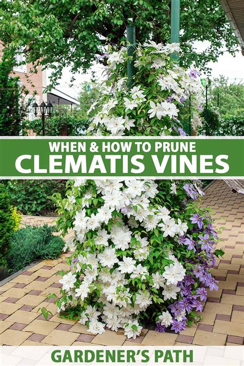 How to Prune Clematis Vines for Copious Flowers | Gardener’s Path