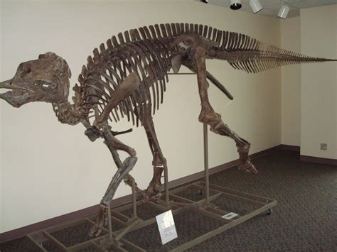 Maiasaura Facts, Habitat, Diet, Fossils, Pictures