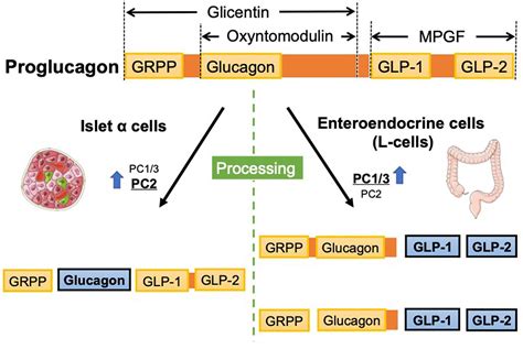 Frontiers | Relevance of Autophagy Induction by Gastrointestinal Hormones: Focus on the Incretin ...