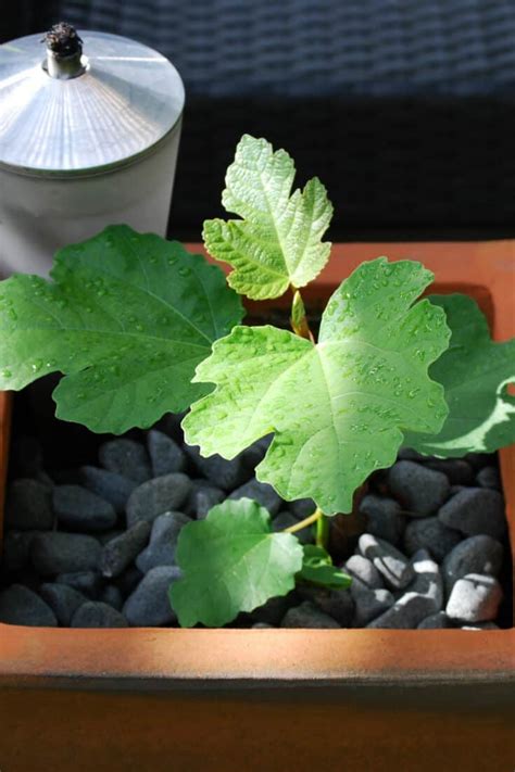 Best Fertilizers for Potted Fig Trees — A Buyers Guide 2022