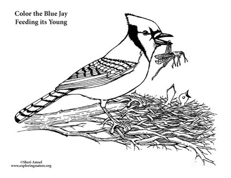 Blue Jay Feeding Young Coloring Page